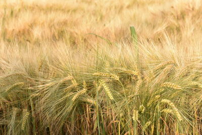 Full frame shot of wheat field