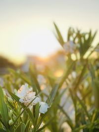 Close-up of white flowering plant against sky