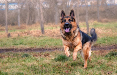 Portrait of dog in park