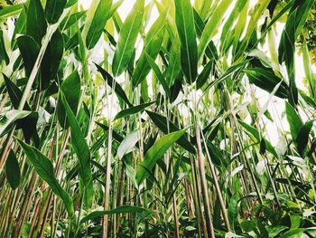 Full frame shot of bamboo plants