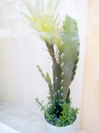 Close-up of succulent plant