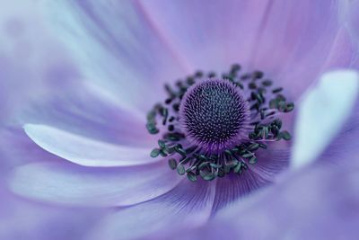 Macro shot of purple flower