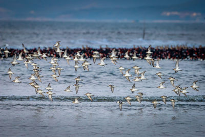 Seagulls flying over sea