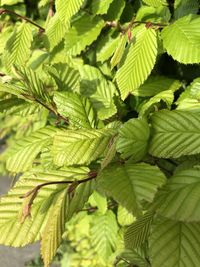 High angle view of fern leaves