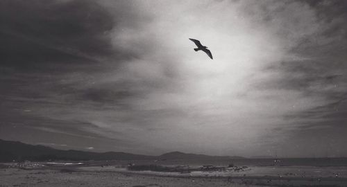 Bird flying over the sky