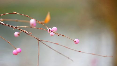 Close-up of pink flower buds on twig