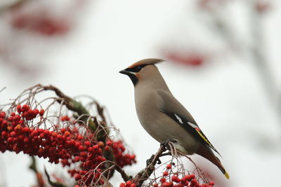 Close-up of bird perching on tree