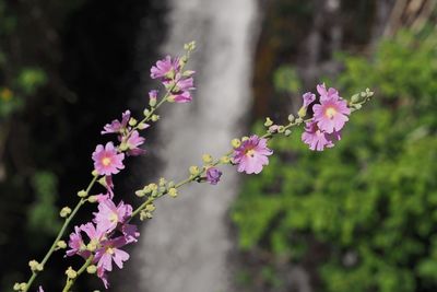 Close-up of pink flowering plant by waterfall 