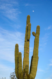 Saguaro cactus on a desert golf course in arizona with moon in the sky