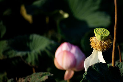 Beautiful lotus seed pods with water weeds and blurred background.