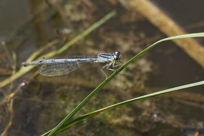 Close-up of dragonfly on blade of grass