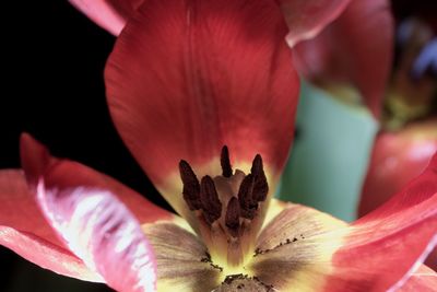 Close-up of red flower