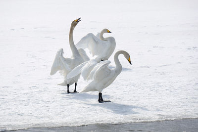 Swans on lake against white background