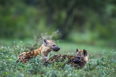 Hyenas looking away while sitting on land