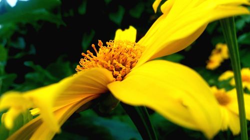 Close-up of yellow day lily blooming outdoors