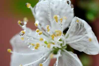 Close-up of white flower