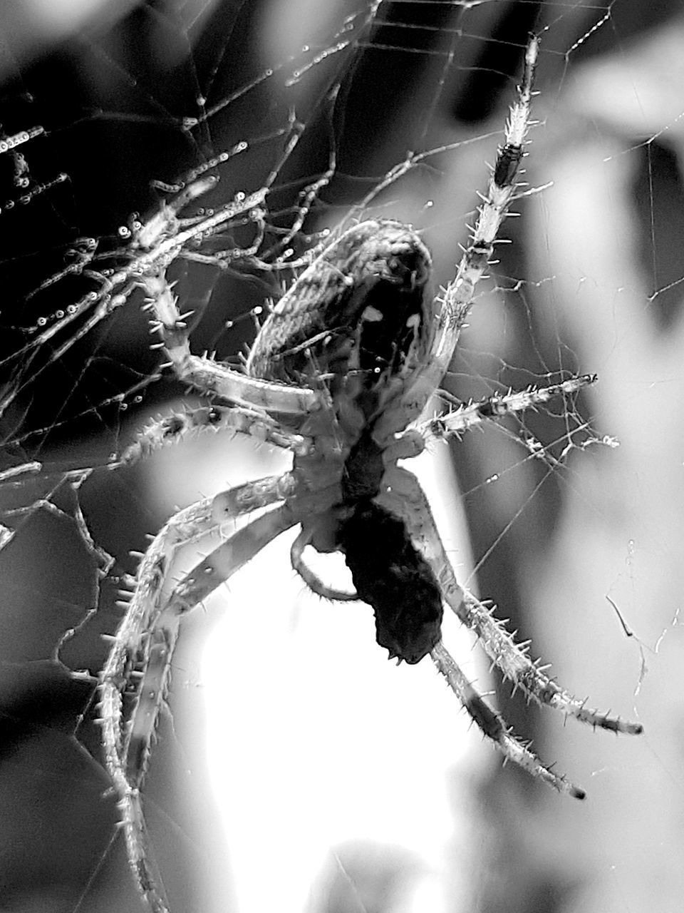 CLOSE-UP OF SPIDER WEB