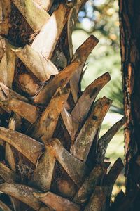 Close-up of log on tree trunk