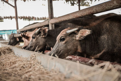 Cows in a pen