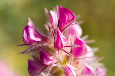 Close-up of pink flower