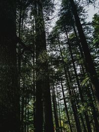 Low angle view of bamboo trees in forest