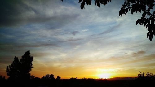 Silhouette of trees at sunset