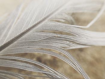 Close-up of feather on table