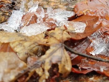 Full frame shot of dry leaves during winter