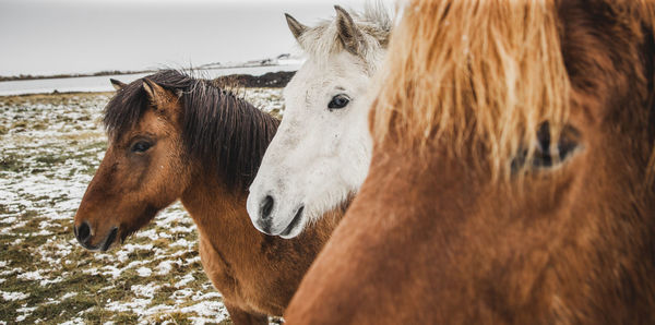 Close-up of horses on land