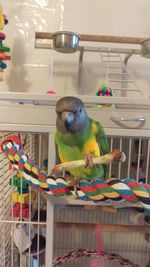 View of parrot perching in cage