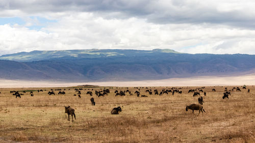 An exciting wildlife scene with hundreds of wildebeest