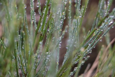 Close-up of wet plants during rainy season