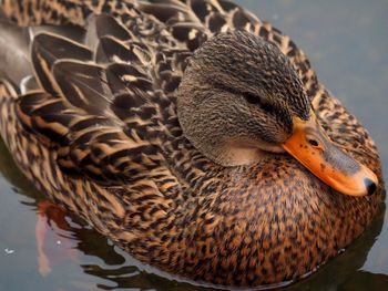 Close-up of a duck