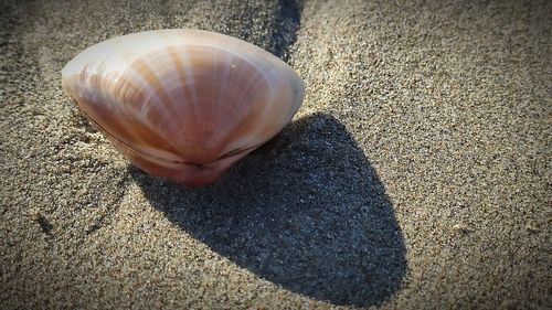 Close-up of seashell on sand