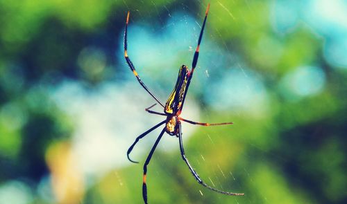 Close-up of spider on web