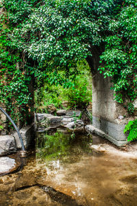 Pond at old plants covered archway