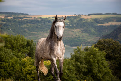 Horse standing on field against mountain