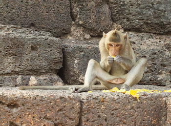 Monkey sitting on rock against wall