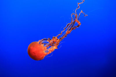 Close-up of jellyfish underwater