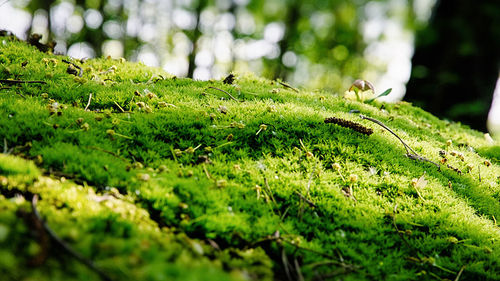 Plant growing on tree trunk