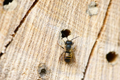 Close-up of bee on wood