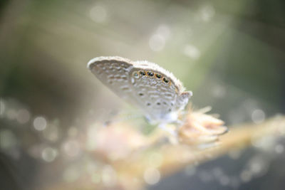 Close-up of butterfly