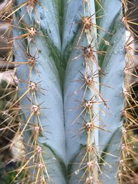 Close-up of cactus plant