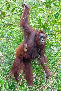 Monkeys in a forest