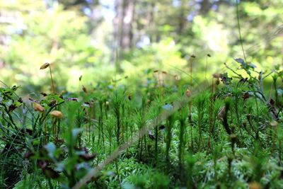 Close-up of plants growing on field