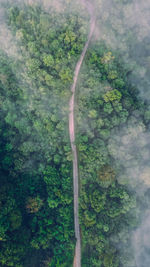 Aerial view of road amidst trees in forest