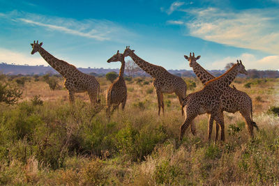 Giraffes on field against sky