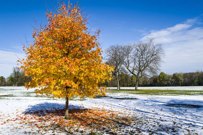 Autumn tree by lake against sky during winter