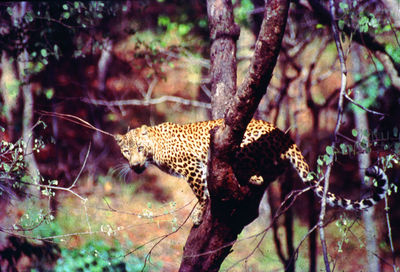View of a cat on tree trunk