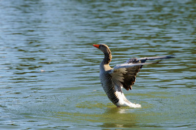 Bird flying over lake